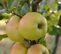 Signe Tillish dansk æble
